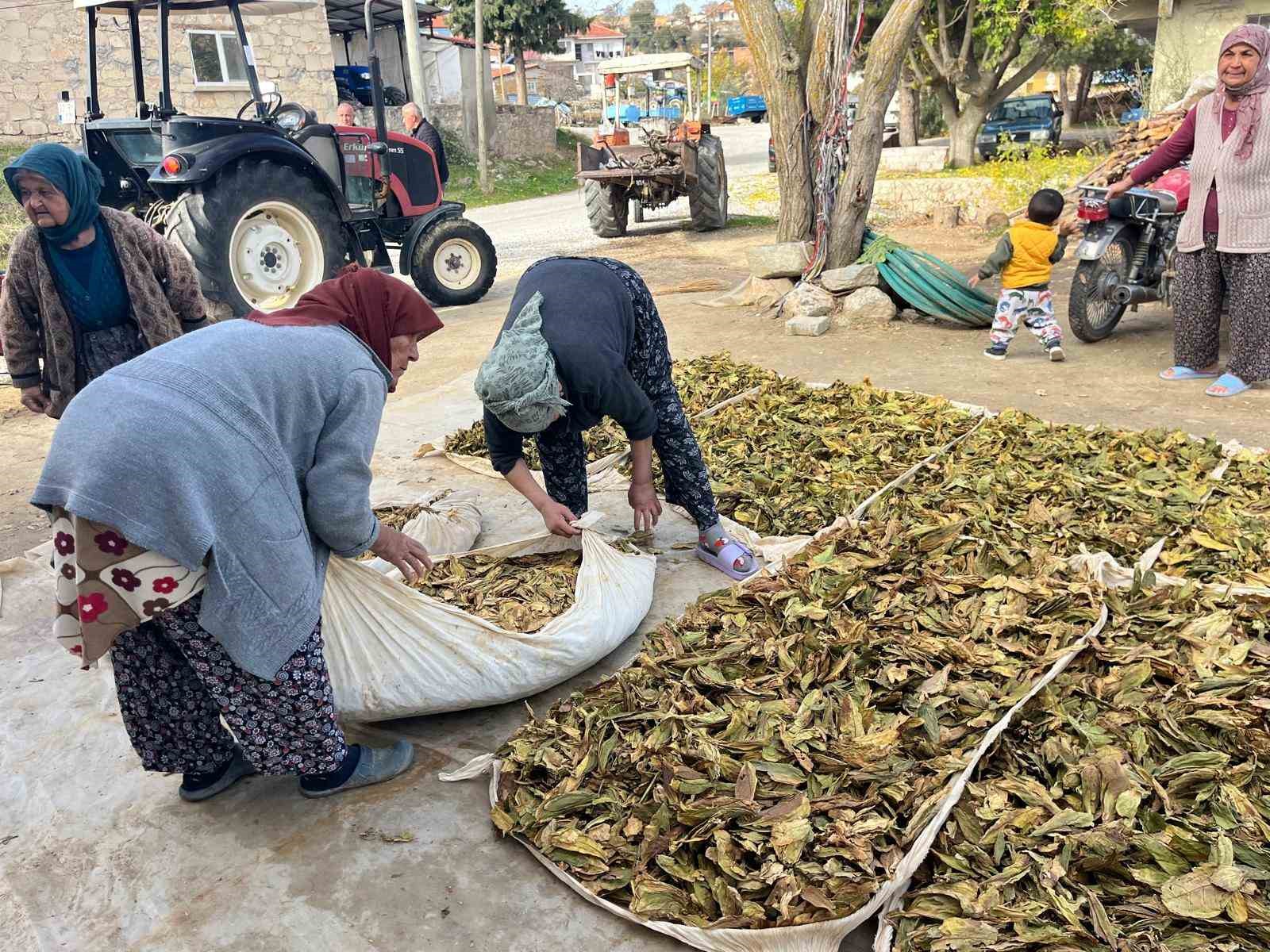Hasadı tamalanan tütünler satış için hazırlanıyor