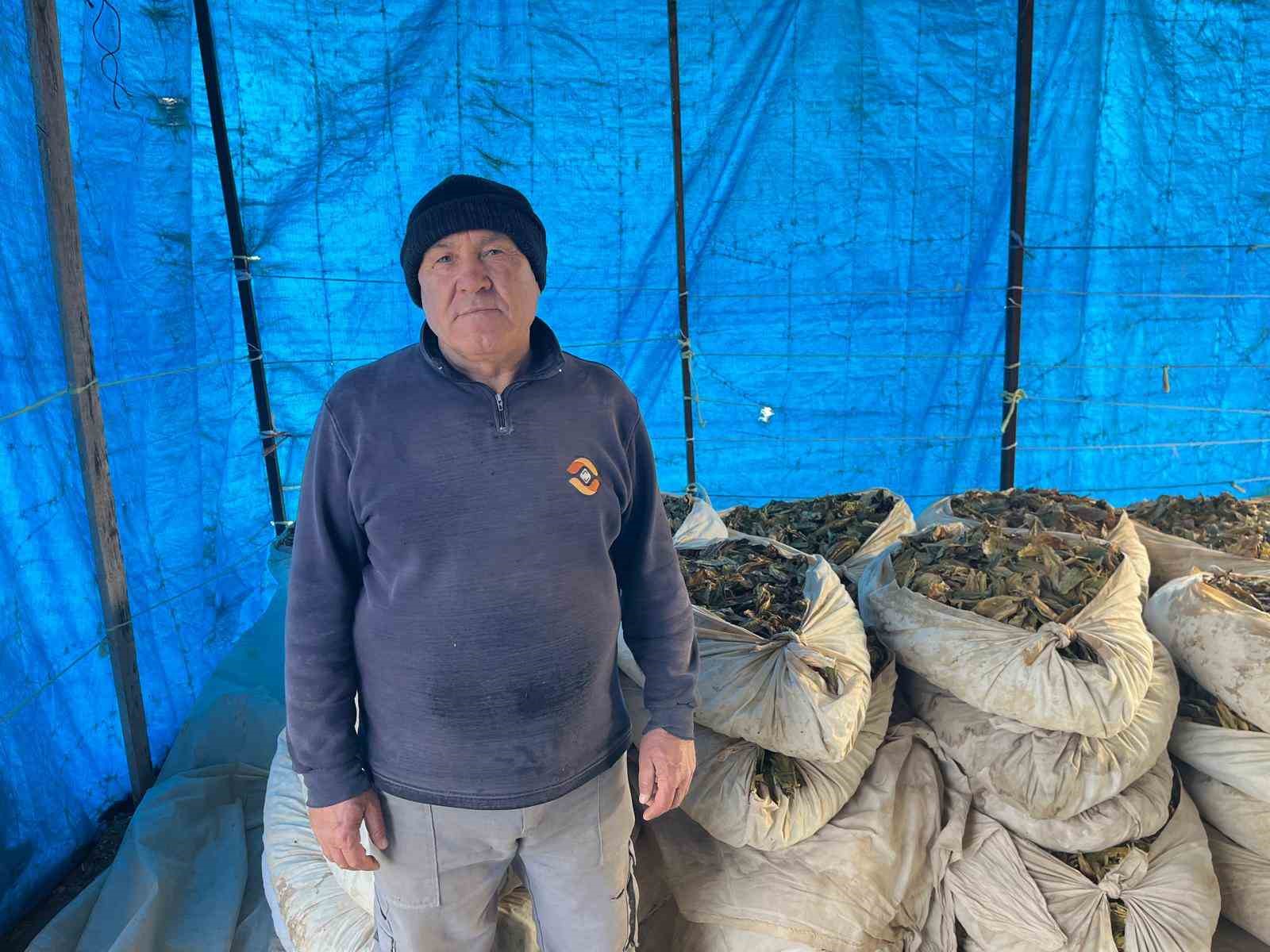 Hasadı tamalanan tütünler satış için hazırlanıyor