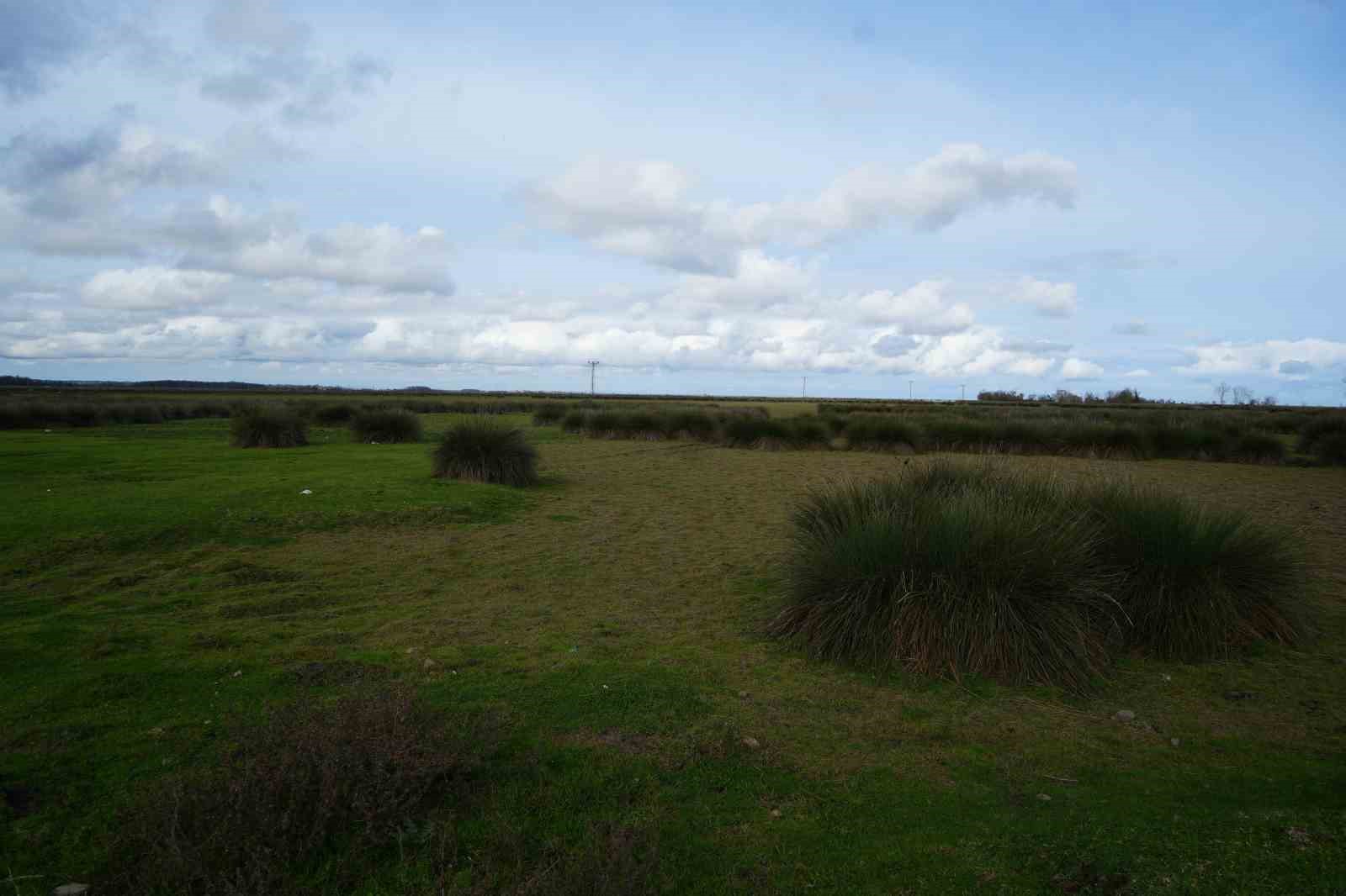 Kızılırmak Deltası’nda yer altı suları beslenemiyor: Her yıl su seviyesi düşüyor