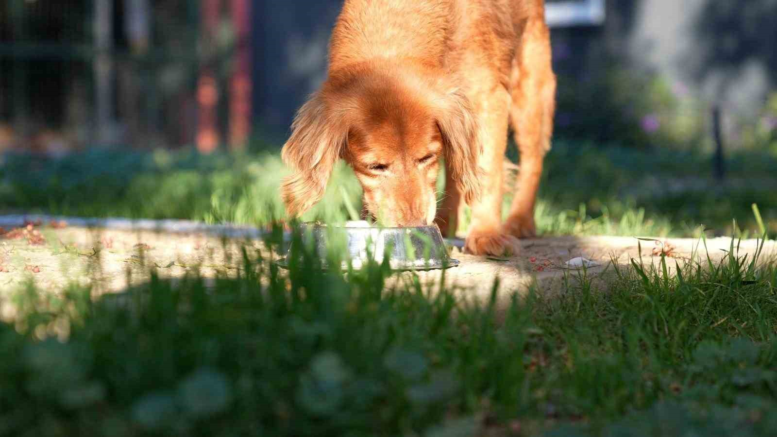 Didim’de her geri dönüşüm, can dostlara umut olacak