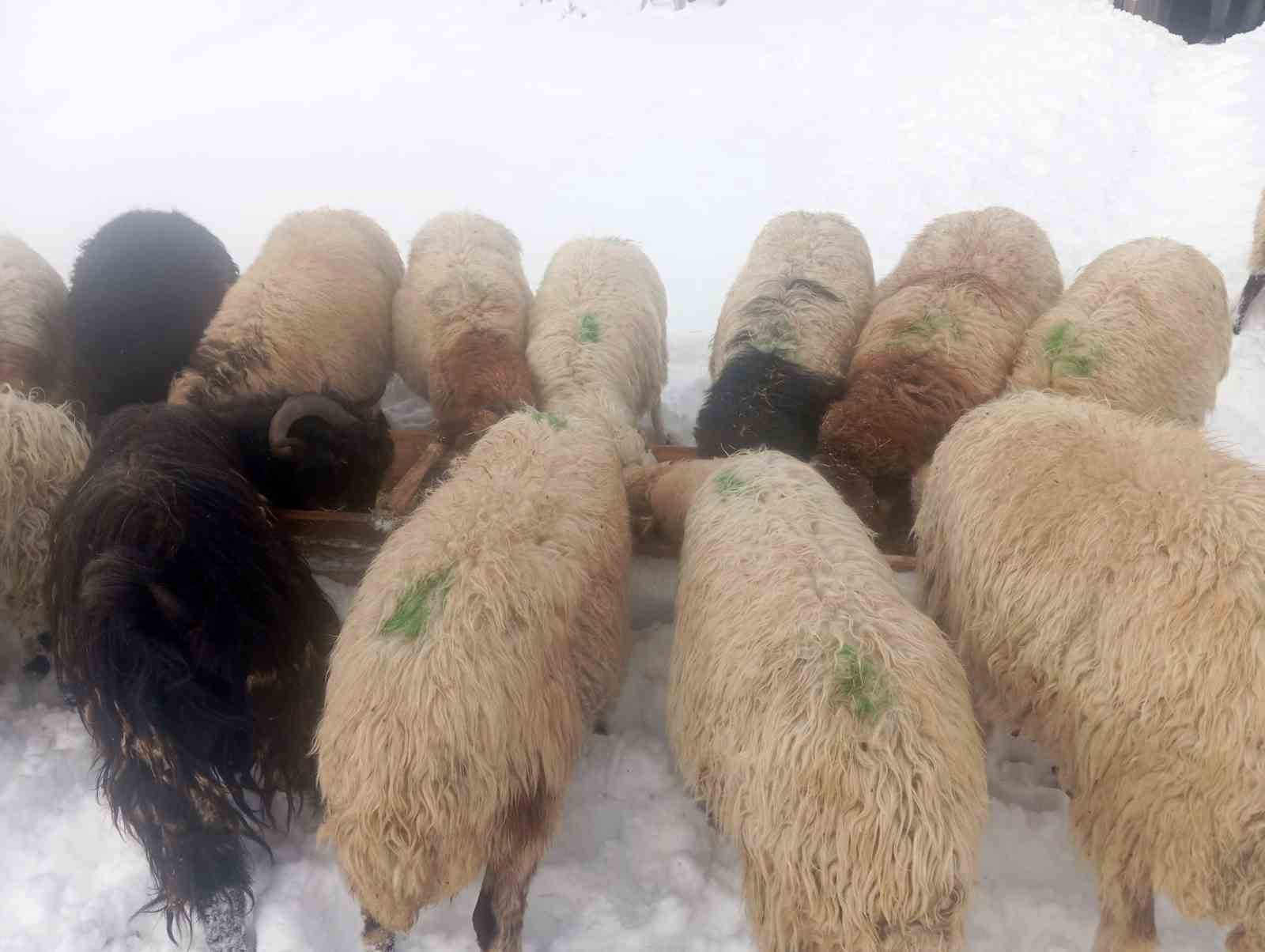 Karla birlikte Türkiye’nin en yüksek köyü Kışkılı’da besiciler zor durumda kaldı