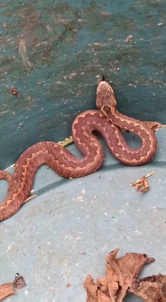 Doğu Karadeniz’de ayılardan sonra yılanlar da kış uykusuna yatmadı