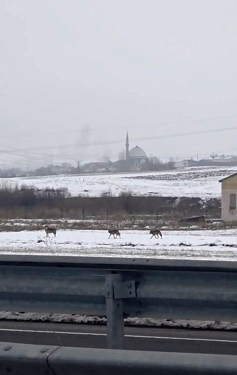 Aç kalan kurt sürüsü şehir merkezine indi