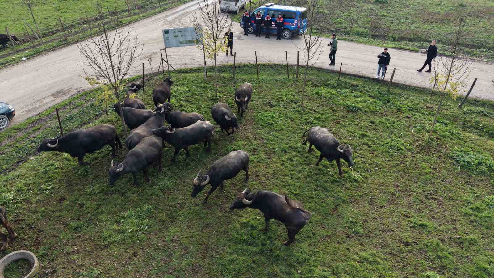 Düzce’de manda yetiştiriciliğine güçlü destek