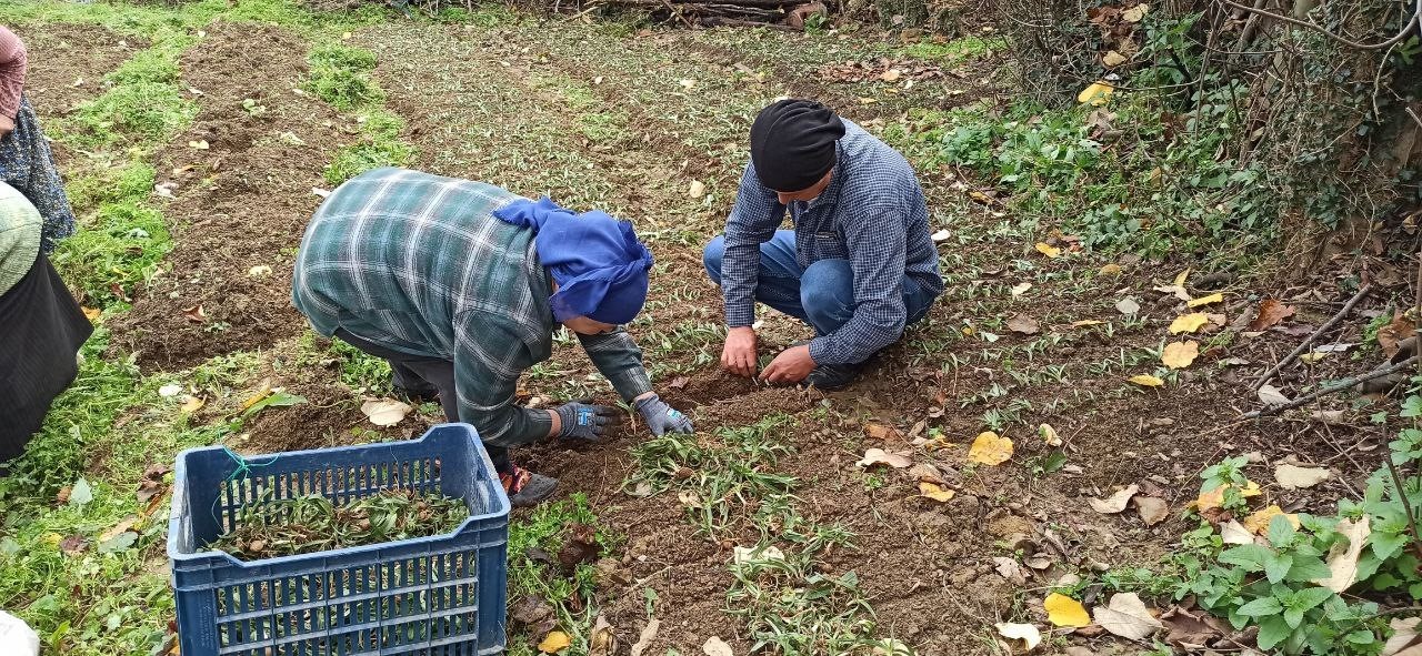 Devrek’te salep fidelerinin dikimine başlandı