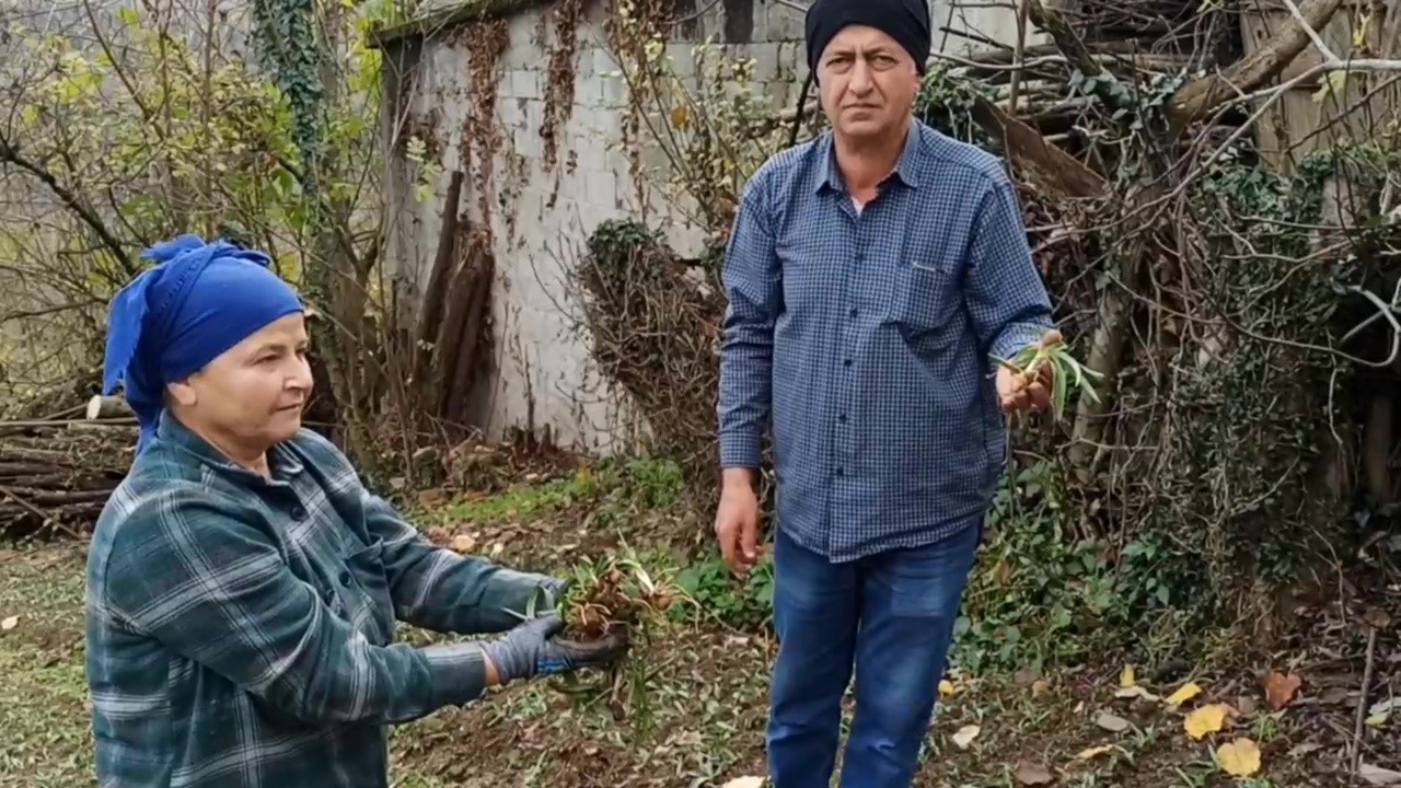 Devrek’te salep fidelerinin dikimine başlandı