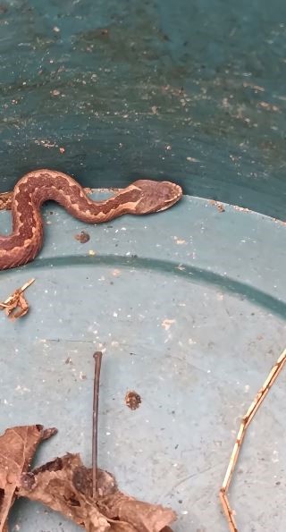 Doğu Karadeniz&rsquo;de ayılardan sonra yılanlar da kış uykusuna yatmadı
