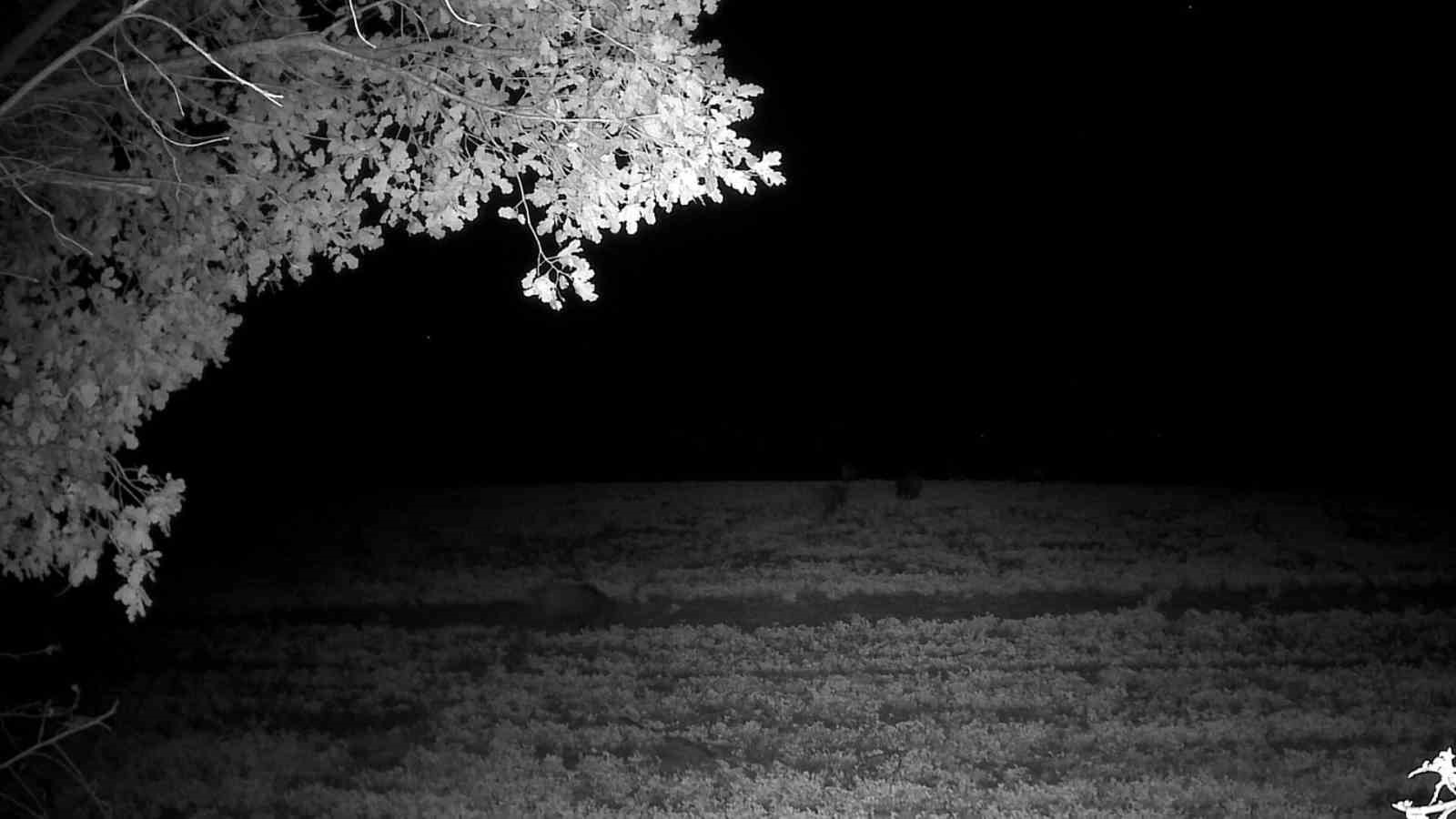 Tekirdağ&rsquo;da domuz s&uuml;r&uuml;s&uuml; g&ouml;r&uuml;nt&uuml;lendi
