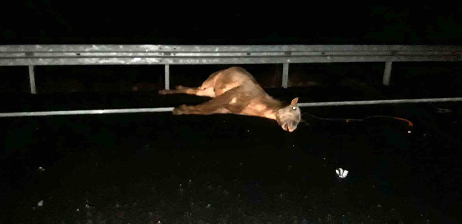 Mardin&rsquo;de otomobilin &ccedil;arptığı at telef oldu
