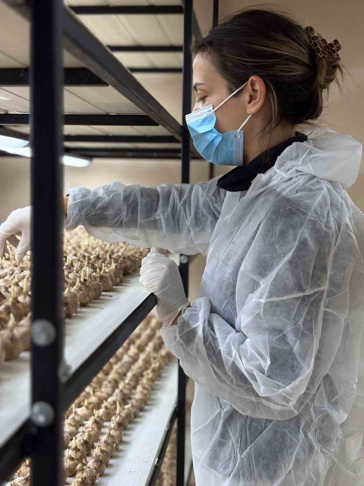 Gen&ccedil; yaşta mesleğini bıraktı, 50 metrekare odada gramı 600 liralık safran &uuml;retmeye başladı
