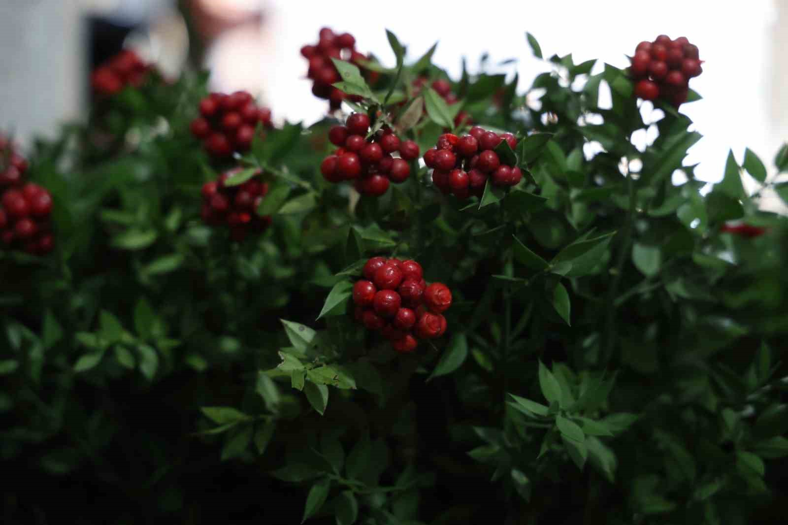Kırşehir’de aralık ayının en çok tercih edilen çiçeği kokina oldu