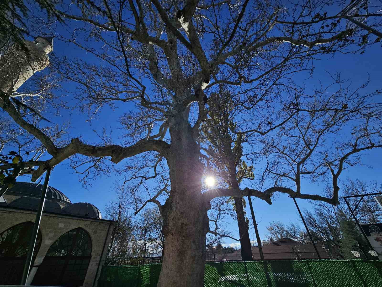Harput’un 3 asırlık çınarı yıllara meydan okuyor