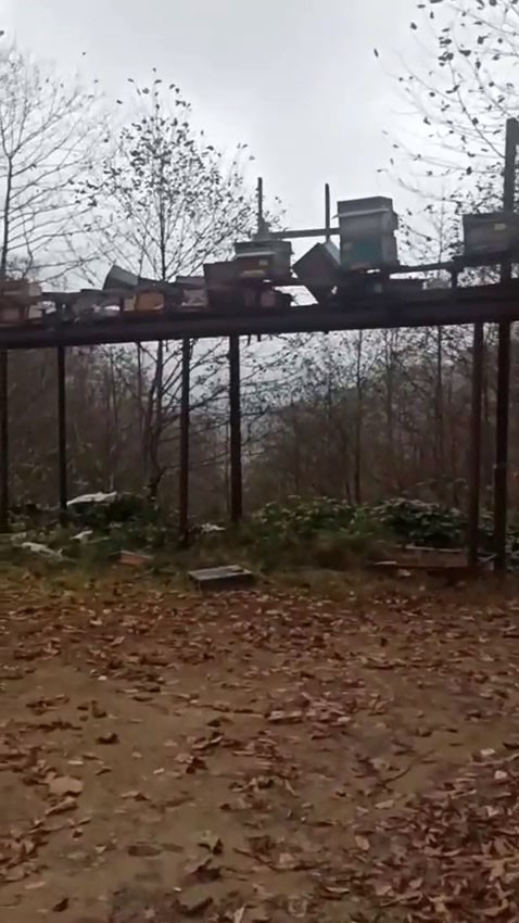 Rize’de ayılara demir profilli tezgah da çare olmadı