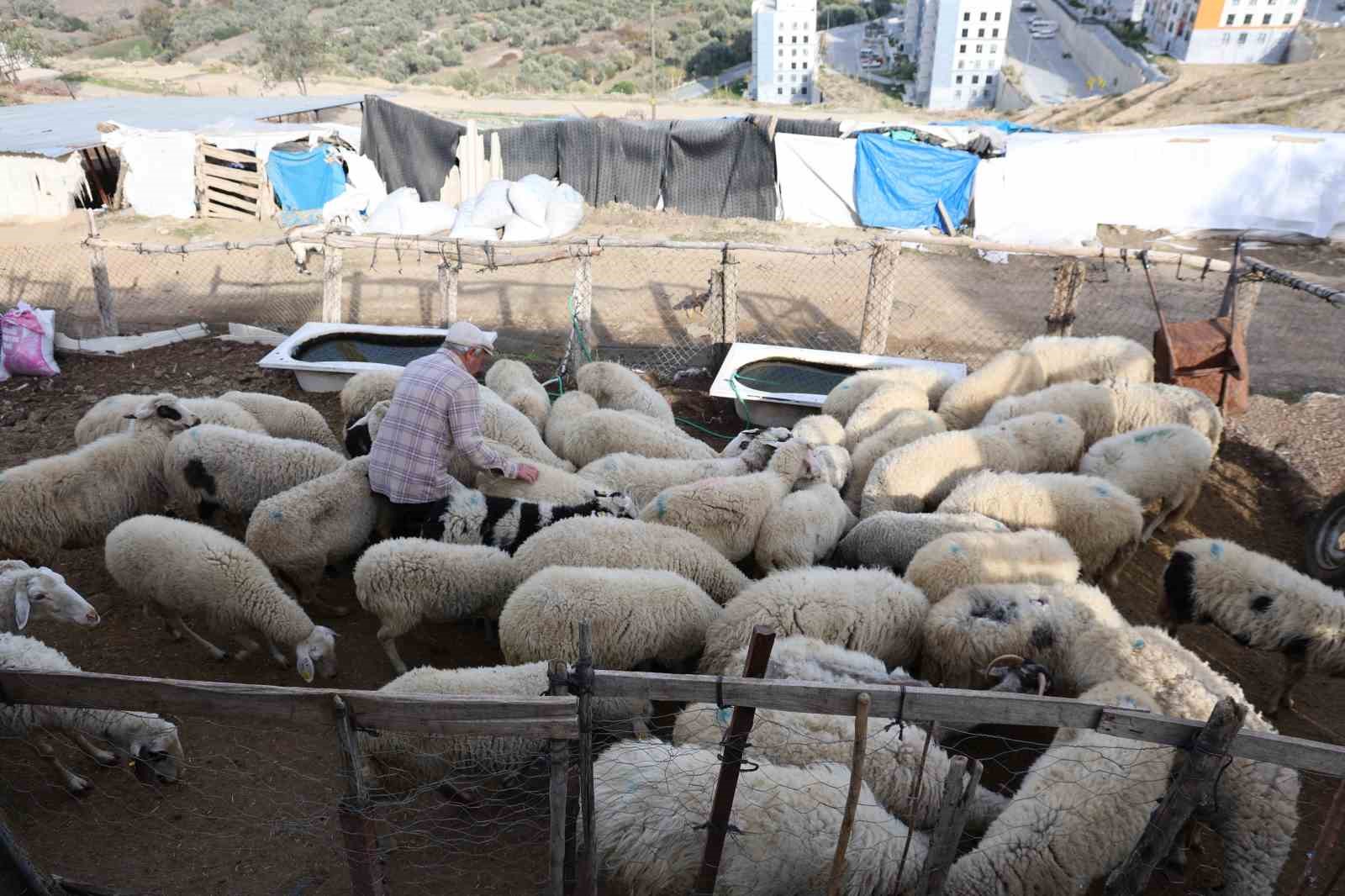 Şap karantinası meraları boşalttı