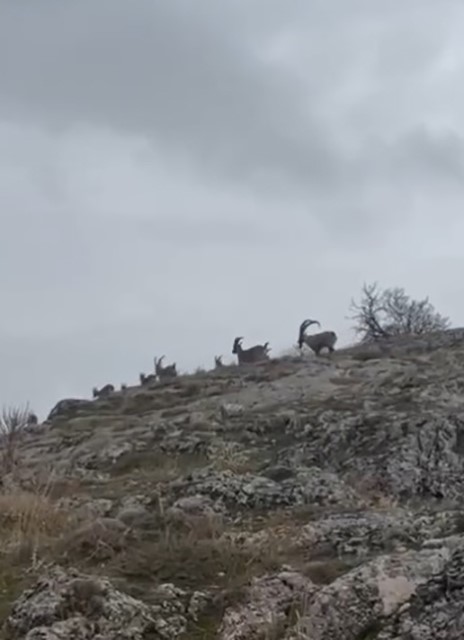 Elazığ’da yaban keçileri sürü halinde görüntülendi
