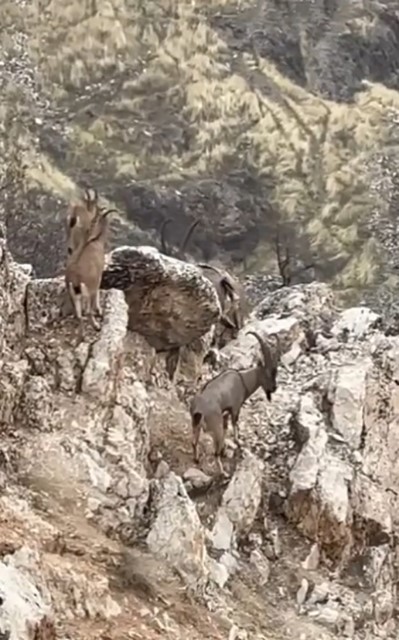 Elazığ’da yaban keçileri sürü halinde görüntülendi
