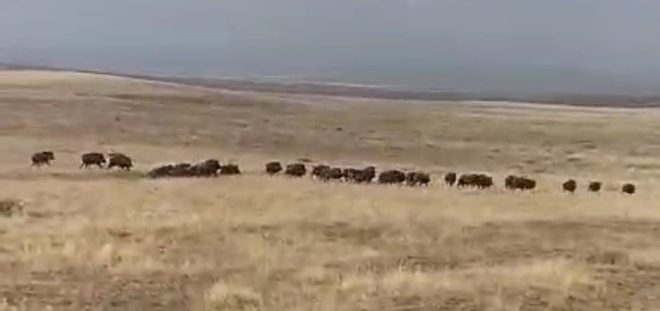 Malazgirt’te domuz sürüsü görüntülendi