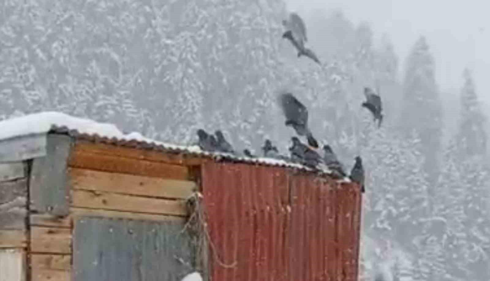 Anzer Yaylası’na kar yağdı, her yer beyaza büründü