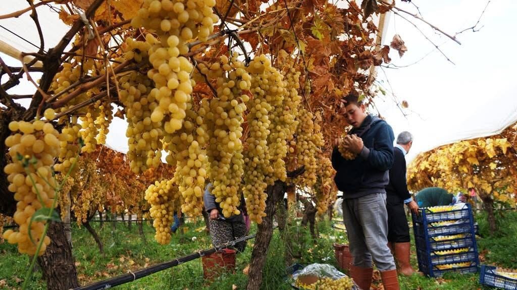 &Uuml;z&uuml;m hasadında sona yaklaşıldı
