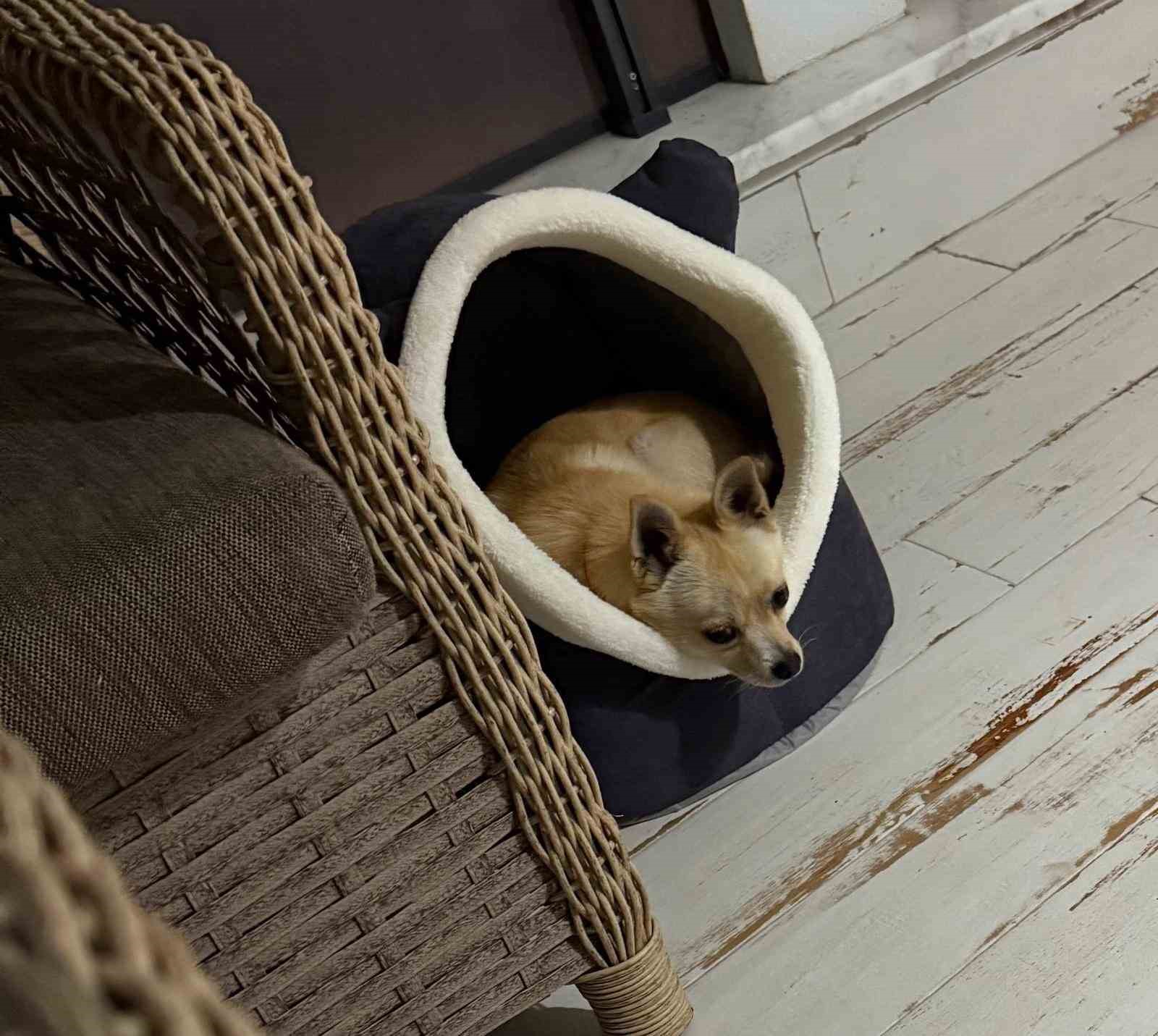 Uzmandan evcil hayvanlarda aşı uyarısı
