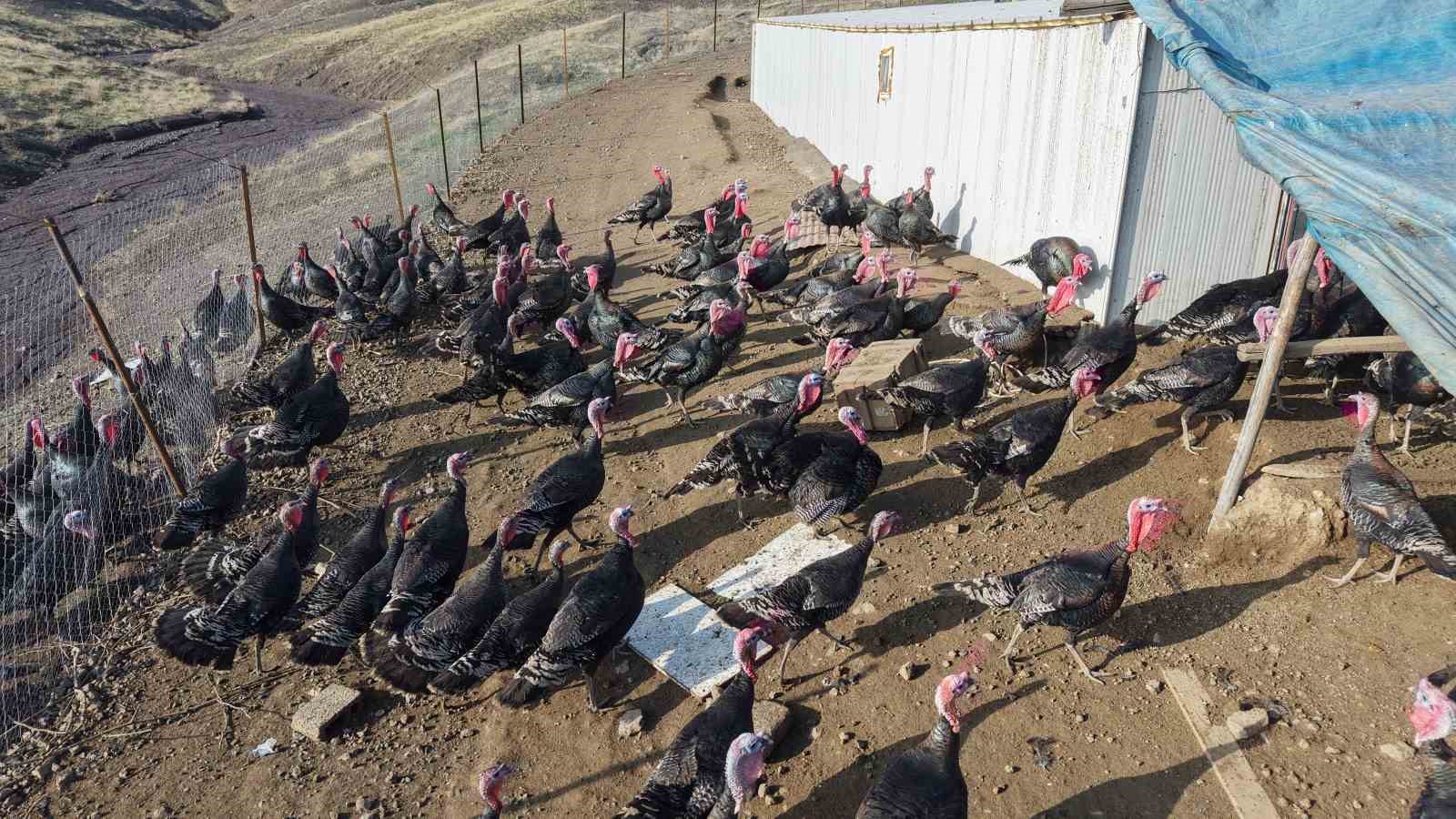 Yurtdışından d&ouml;n&uuml;p, memleketine &ccedil;iftlik kurdu
