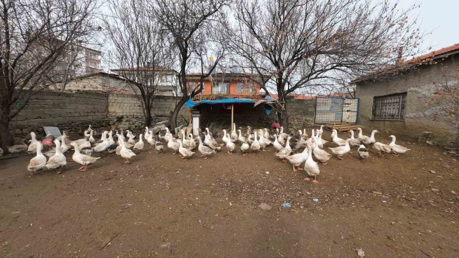 İstanbul’dan memleketi Yozgat’a döndü, binlerce hayvan üreterek geçimini sağlıyor