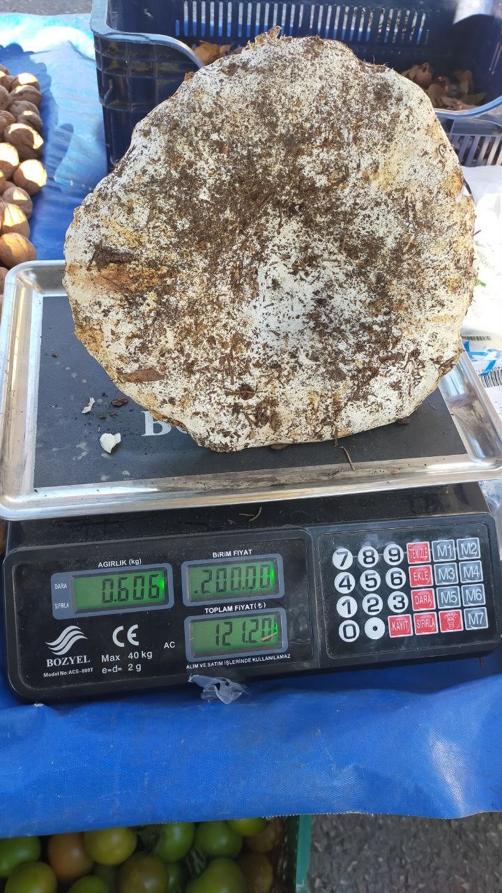 Aydın&rsquo;daki dev mantarlar pazarda ilgi odağı oldu
