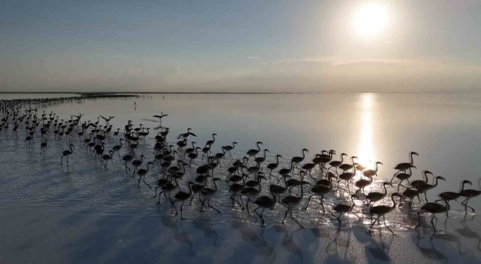 Kuraklık &ccedil;anları &ccedil;alıyor, Flamingolar artık gelmiyor
