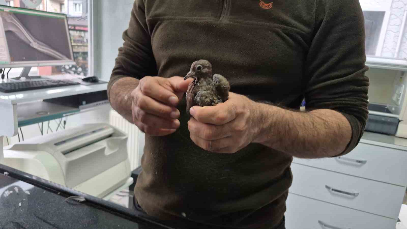 Duyarlı vatandaştan örnek davranış: Yolda bulduğu kumruya su verip veterinere teslim etti