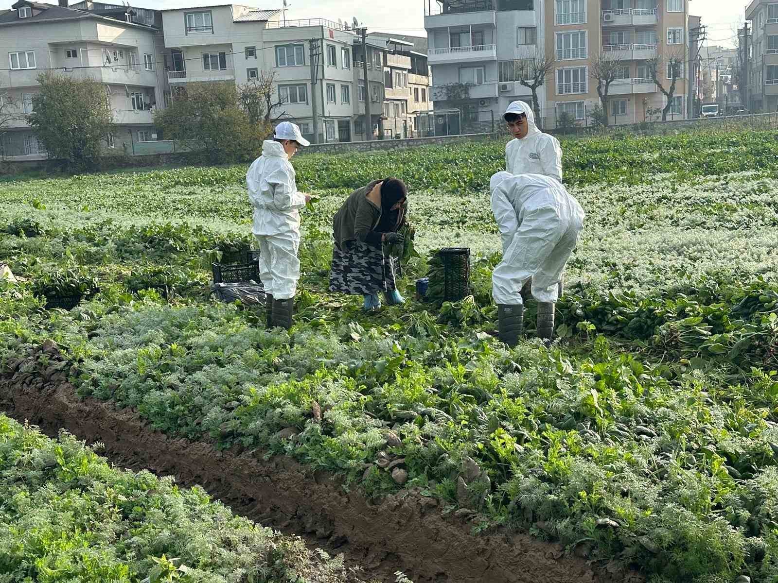 Ata tohumundan ilaç kullanılmadan üretiliyor, Kent Lokantası’ndaki yemeklerde kullanılıyor