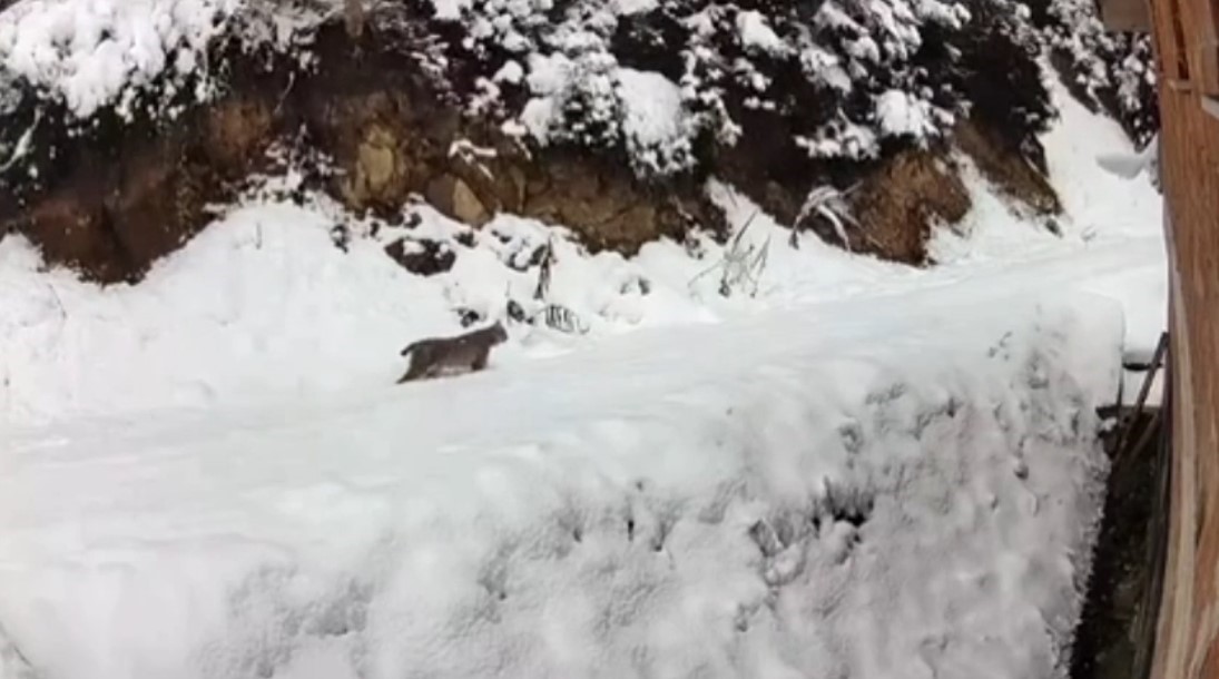 Trabzonlunun anons sistemi ayıyı korkup kaçırttı