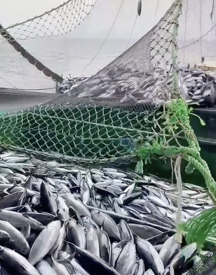 Çanakkaleli balıkçılar sezondan memnun