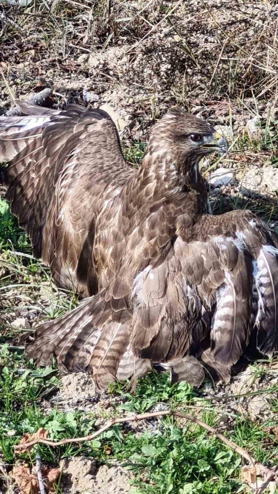 Yaralı şahin tedaviye alındı