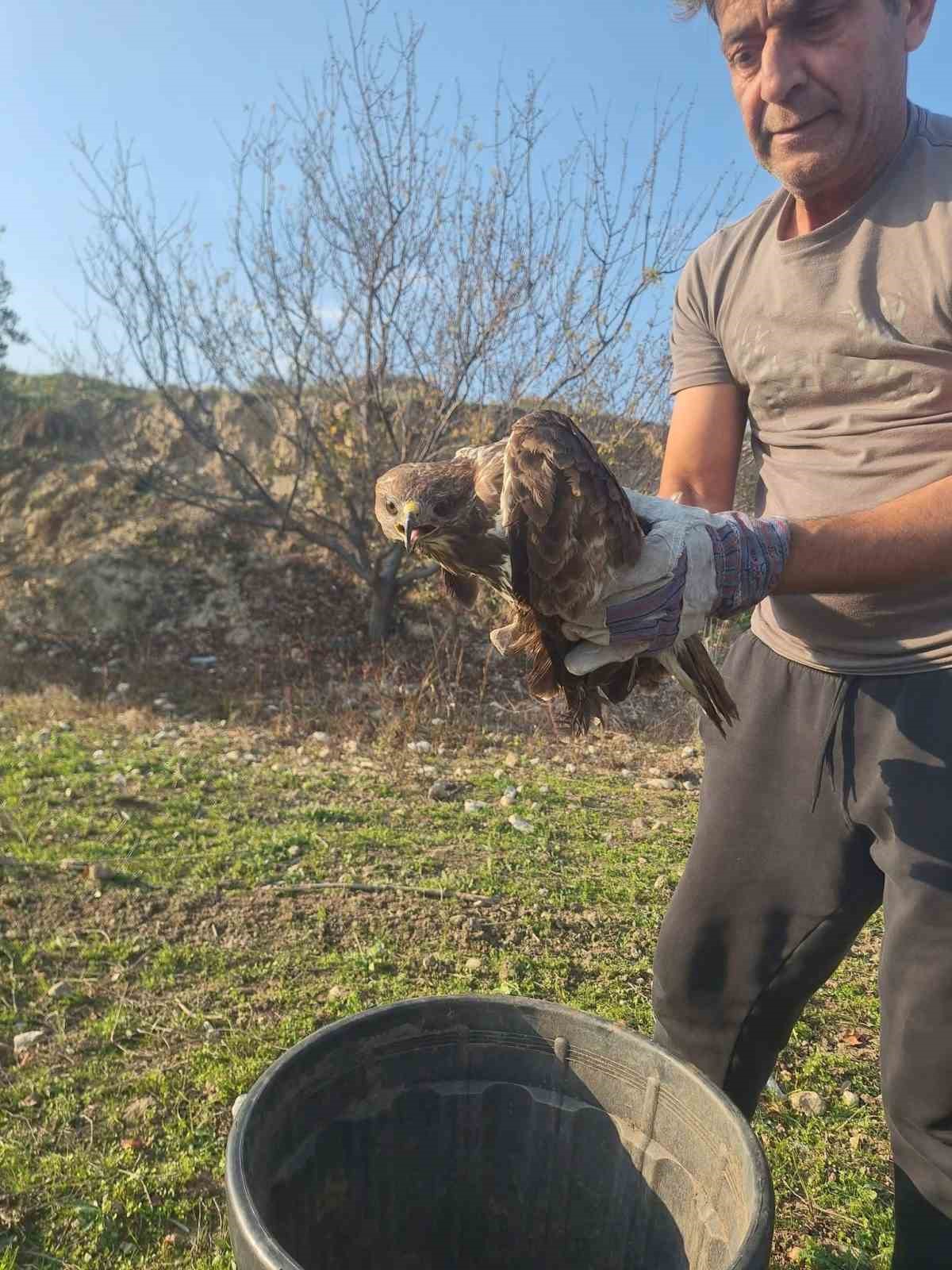 Yaralı şahin tedaviye alındı