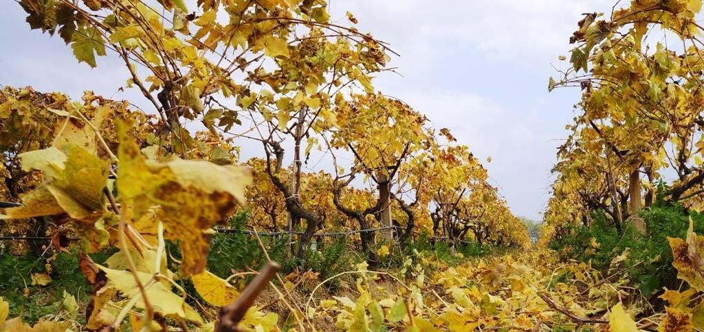 Kartpostallık görüntüler eşliğinde Sarıgöl’de budama çalışmaları sürüyor