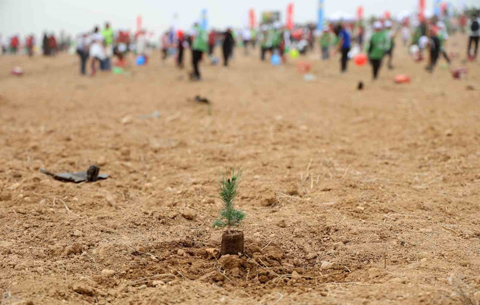 ATÜ yeşil kampüs olma yolunda ilerliyor: Dikilen fidan sayısı 22 bin 500’ü buldu