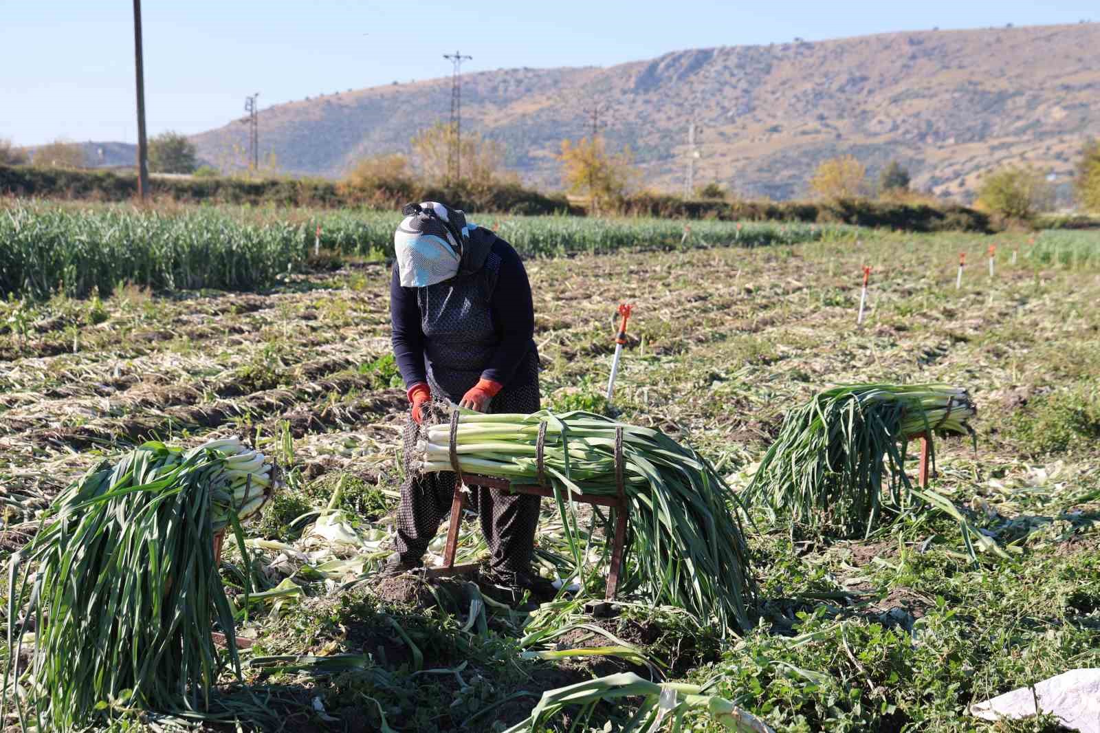 Kozan’da pırasa hasadı başladı: 20-22 TL’den alıcı buluyor