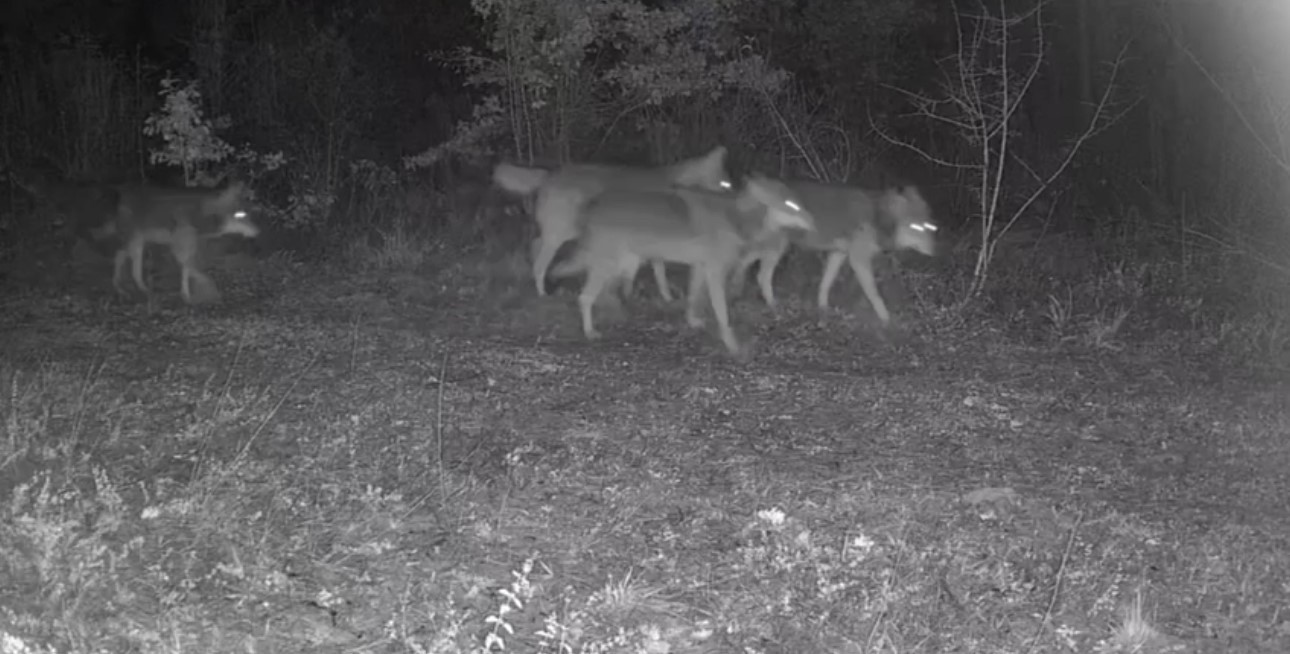 Ovacık’taki yaban hayatı kamerada