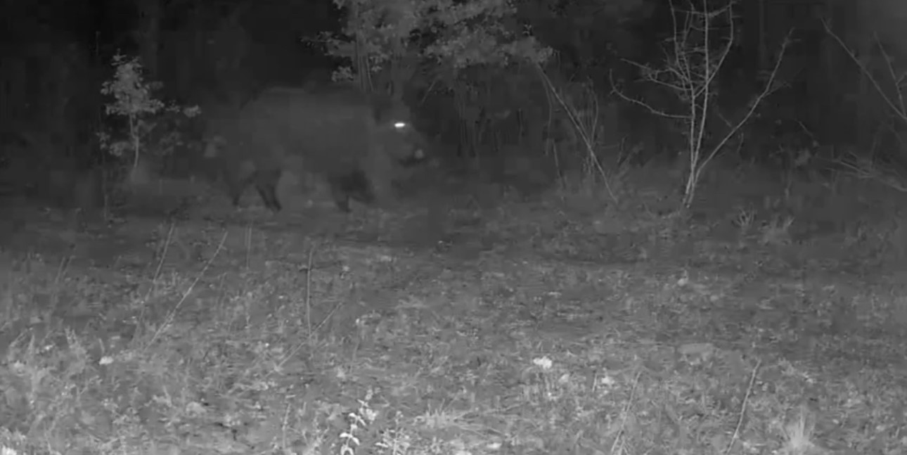 Ovacık’taki yaban hayatı kamerada