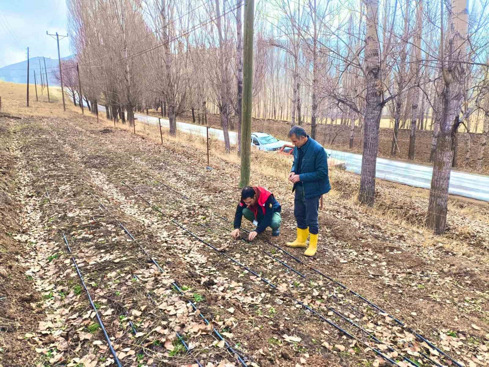 Bayburt’ta salep üretim alanları yerinde incelendi