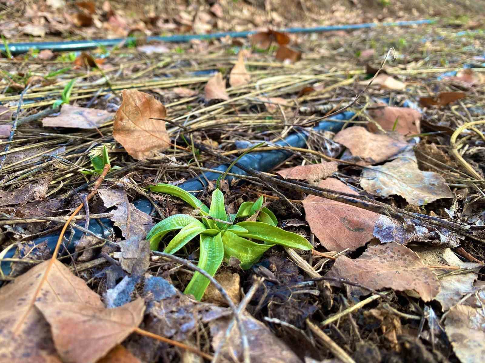 Bayburt’ta salep üretim alanları yerinde incelendi