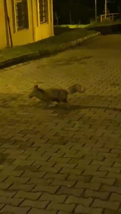 Tilkinin panik anları kameraya takıldı