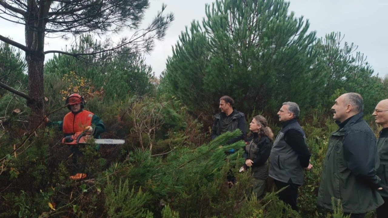 Sinop’ta ormancılık faaliyetleri