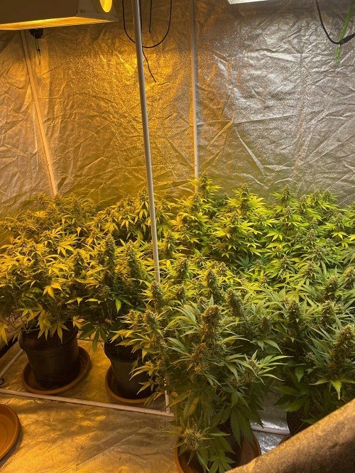 Köy evinde çadır kurup skunk yetiştiren şahsa operasyon
