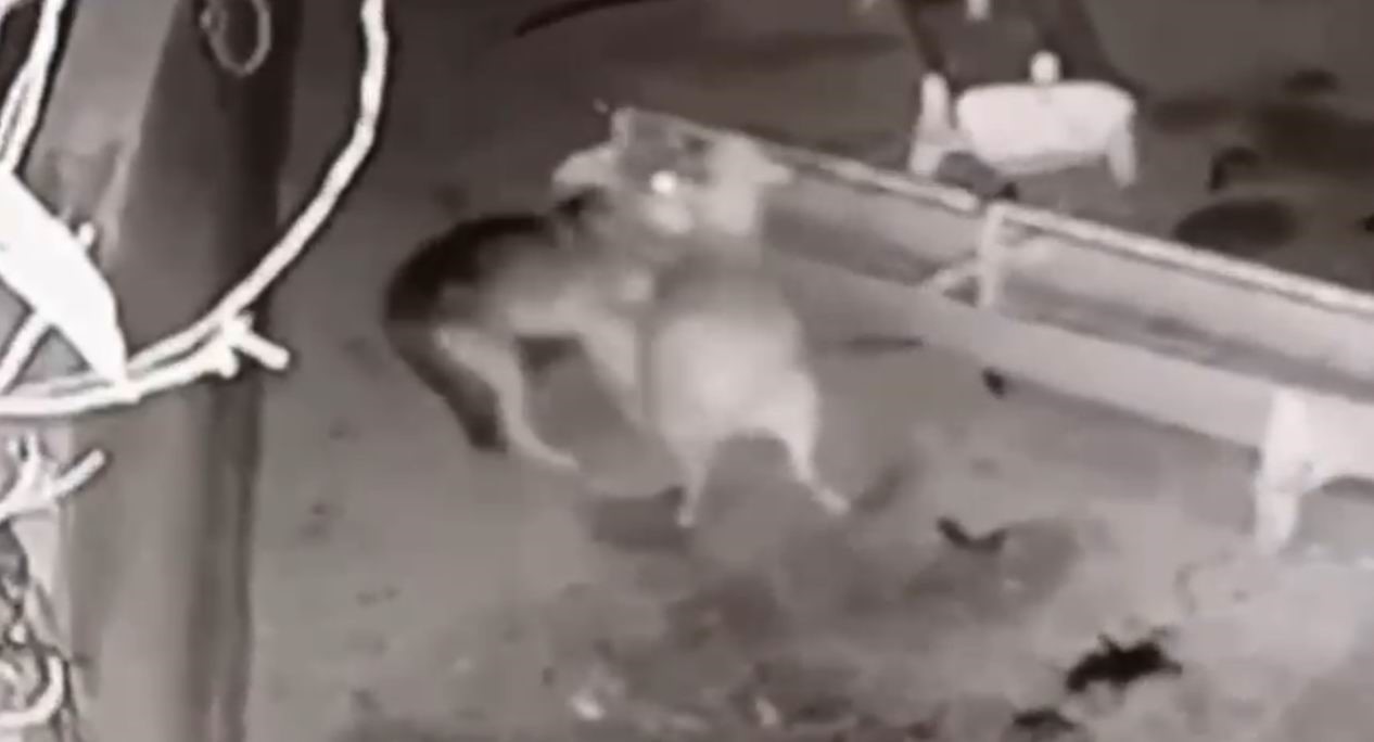 Ağıla giren kurt, 2 koyunu telef etti