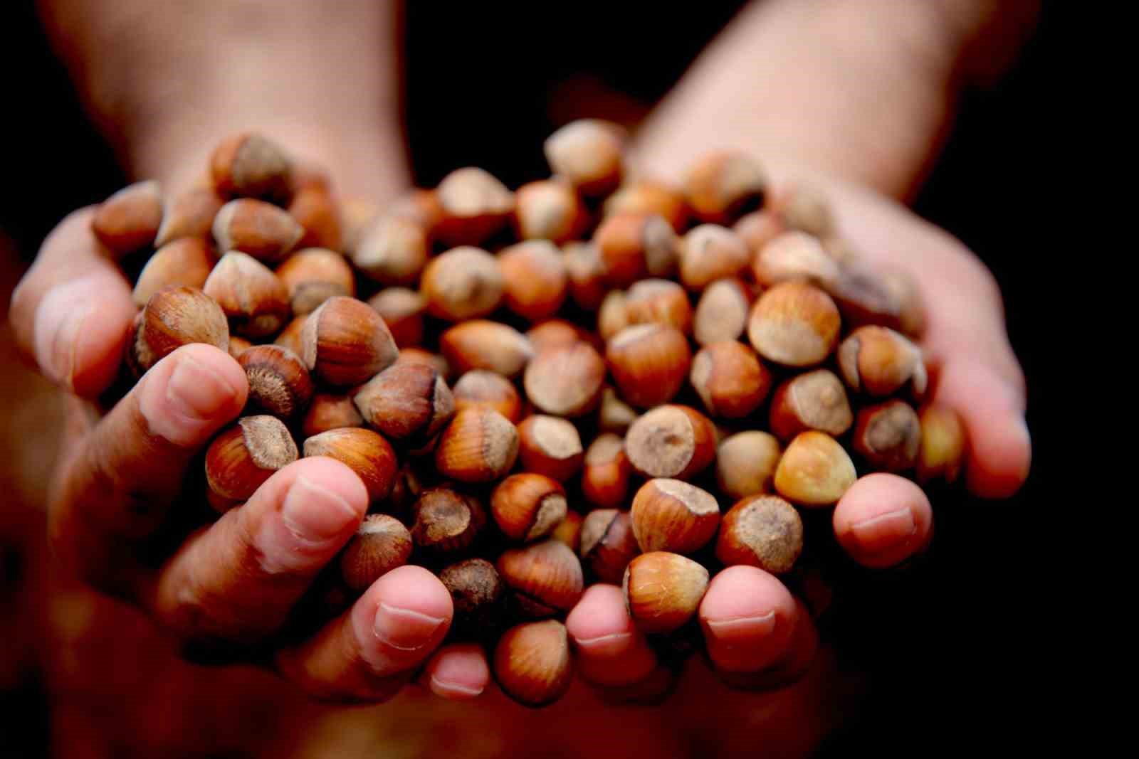 Giresun’da fındık fiyatı 250 TL’ye geriledi, üretici umudunu yeni yıla bıraktı