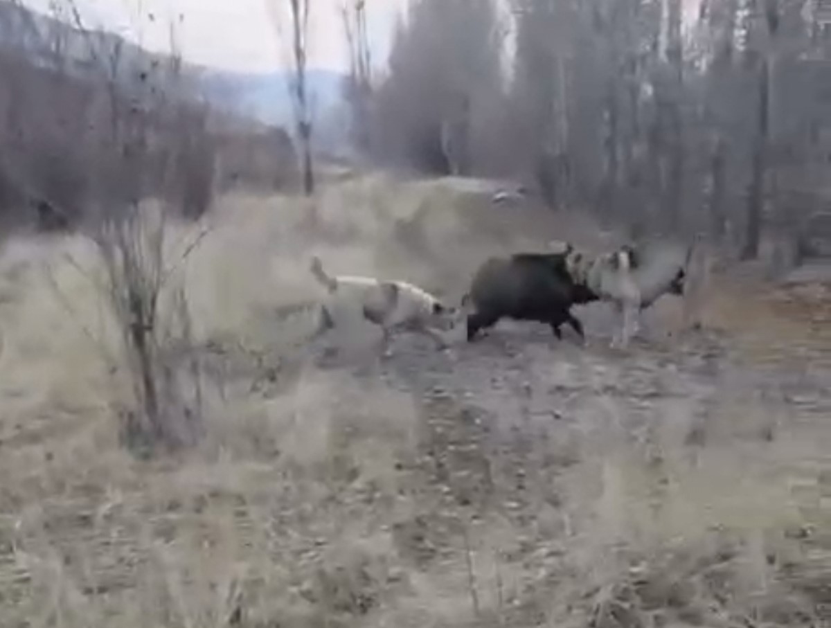 Muş’ta yaban domuzu ile çoban köpeklerinin kovalamacası kamerada