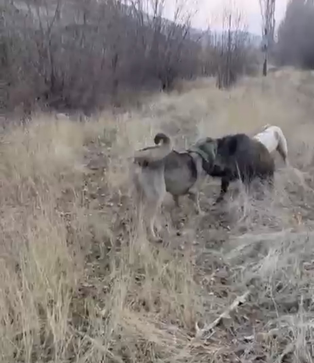 Muş’ta yaban domuzu ile çoban köpeklerinin kovalamacası kamerada