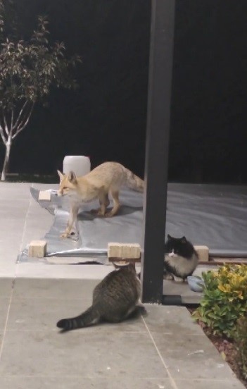 Erzincan’da kedilerin mamasına göz diken tilki kedinin saldırısına uğradı