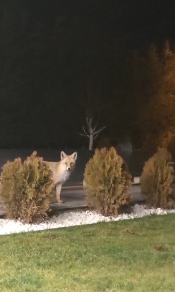 Erzincan’da kedilerin mamasına göz diken tilki kedinin saldırısına uğradı